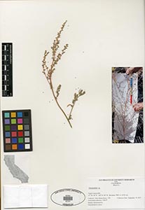 Herbarium Sheet of 